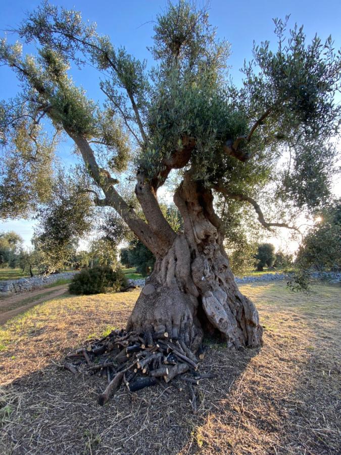La Guendalina Masseria E Casa Particular Panzió Monopoli Kültér fotó